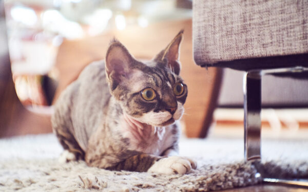 Charming hairless Canadian Sphynx cat posed adorably in a cozy indoor setting.