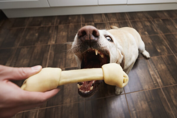 Cheerful Labrador Retriever eagerly grabs a chewy bone from its owner in a cozy kitchen.