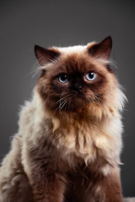 Elegant Himalayan cat portrait with blue eyes on a striking black background.