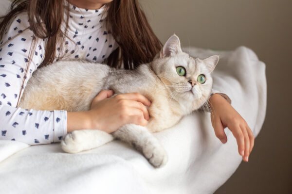 Little girl hugging fluffy white cat on a cozy white bed, showcasing love and innocence.