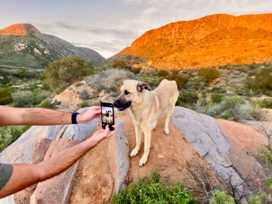 Happy dog on rocky outcrop at sunset with owner taking a photo in nature.