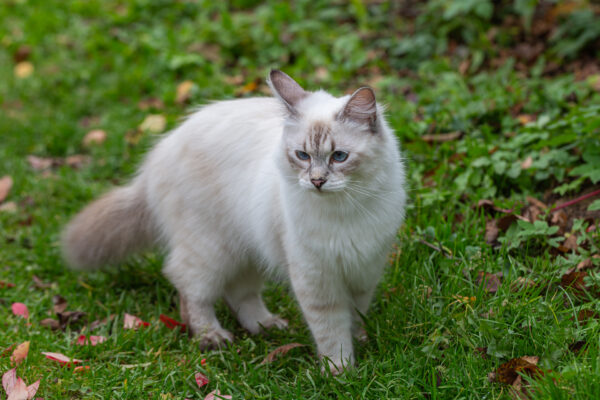 Neva Masquerade cat exploring a vibrant garden filled with autumn leaves and greenery.