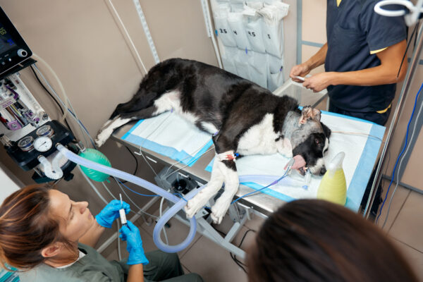 Veterinarian performing surgery on a dog in a sterile operating theatre with advanced equipment.