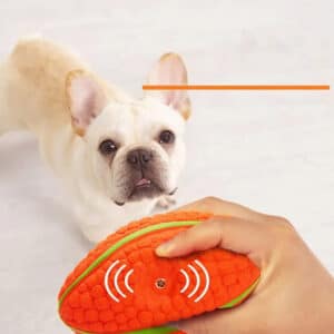 Playful French Bulldog excitedly engages with a bright orange football toy.