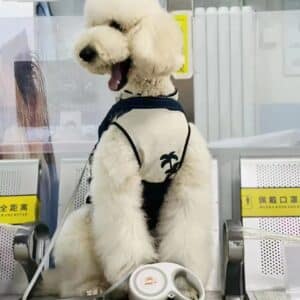 Fluffy white poodle in stylish tank top lounging on a sleek bench in a busy space.