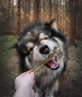 Finnish Lapphund dog happily enjoying a snack in a serene forest setting.