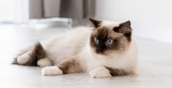 Adorable Ragdoll cat portrait with striking blue eyes, showcasing fluffy fur in a cozy home.