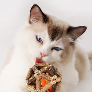 Playful Ragdoll cat engages with a colorful twig toy, enhancing appetite and stimulating curiosity.