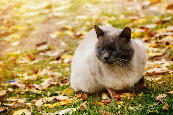 Homeless cat with blue eyes rests in vibrant autumn leaves, evoking sadness and vulnerability.