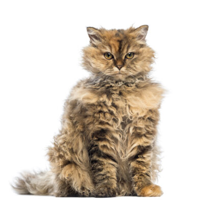 Playful Selkirk Rex kitten, five months old, showcasing curly fur and mischievous gaze against white background.