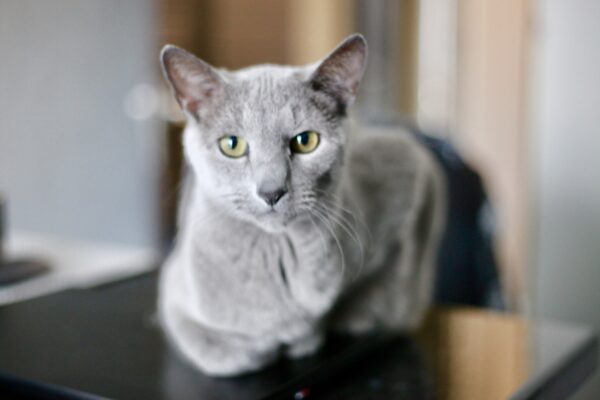 Sleek gray cat with yellow eyes sitting on a laptop in a cozy home setting.