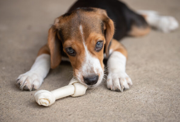 Adorable beagle puppy looking up with big eyes, playful and curious on concrete surface.