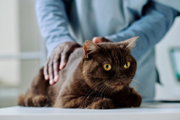 Veterinarian examining calm domestic cat in clinic, highlighting pet care and professional veterinary service.