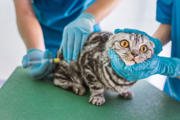 Veterinarians administering an injection to a calm British Shorthair cat in a clinic.