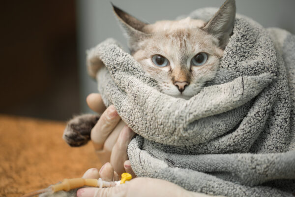 Veterinarian placing a catheter in a cat at a veterinary clinic for medical care.