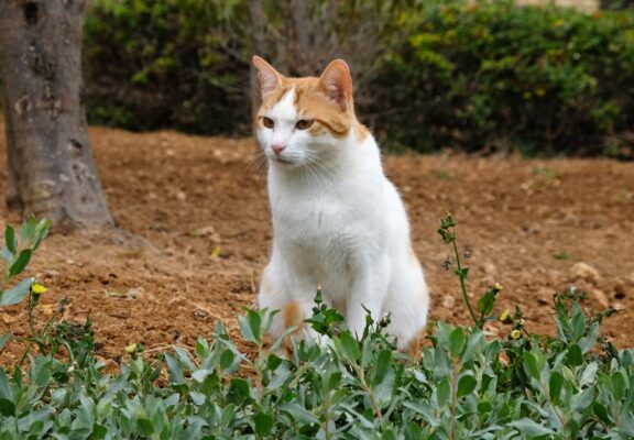 White and orange domestic cat sitting gracefully in lush green foliage.