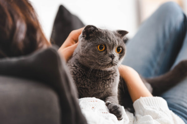 Woman relaxing on a sofa with her Scottish Fold cat, enjoying a cozy moment together.