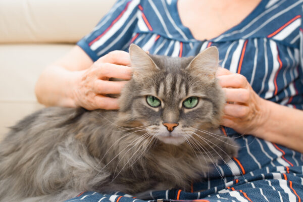 Woman gently massages a fluffy gray cat, showcasing a loving bond and companionship.