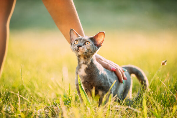 Woman gently pets playful gray Devon Rex kitten in sunny green garden.